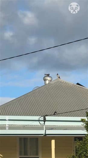 Pigeon balances on spinning roof vent | Cool Space | Facebook