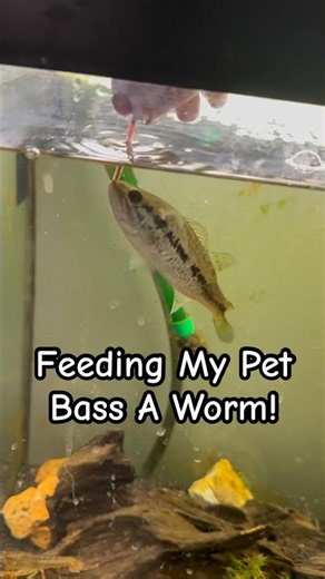 Feeding My Pet BASS A Worm!