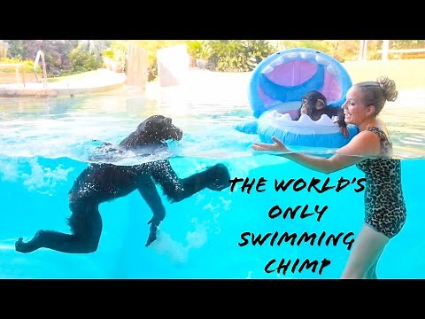The WORLD’S ONLY swimming CHIMP!!!