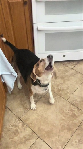 Why We Treat Our Beagle: A Funny Perspective