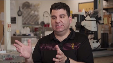 How bee brains may fix AI problems