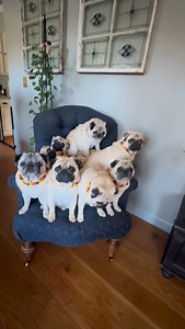 7.8K views · 2.6K reactions | The monthly credit card lecture…..WOOF!!️ #BlahBlahBlah #CreditCardProblems #Pugdadhians | Pugdashians | Facebook