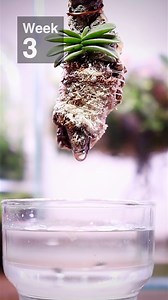 Orchid terrarium 🌿 watering #miniorchid #orchid #terrarium | The Urban Nemophilist