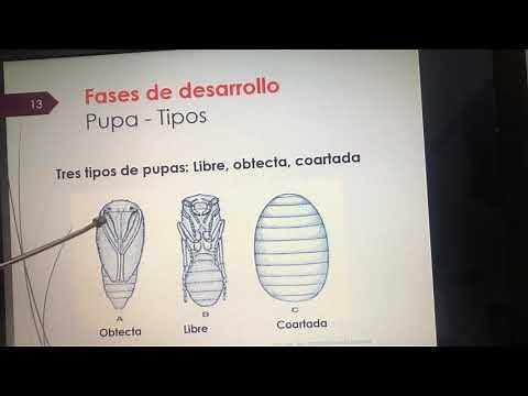 Tipos de larvas, pupas y abdomen.