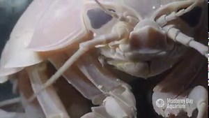 15K views · 1.1K reactions | There’s so much to love about the giant isopod, the biggest roly poly on planet ocean! Look deeply into those compound eyes and we know you’ll fall head over uropods for this gorgeous giant. | Monterey Bay Aquarium | Facebook