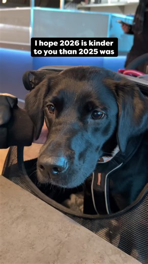 I hope 2026 is your year lil girly ❤️‍🩹 To read Wren’s story or to donate to her surgery please click the link in our bio 🫶🏻 #newyear #hello2026 #labrador #blacklabsoftiktok #surger