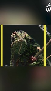 29K views · 378 reactions | Chameleons have incredible visual abilities! 360-degree vision, telephoto superpowers, ultraviolet light detection... This video breaks down their super sight and the hidden UV world bumblebees see too! #ChameleonVision #AnimalVision #NatureFacts #Bumblebees #Ultraviolet #AnimalSuperpowers | Real Wild | Facebook