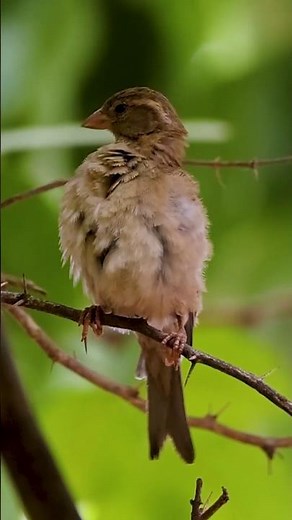 Amazing Sparrow Close-Up Footage | Bird Watching | 4K Nature