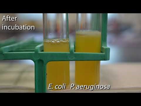 Demo: Biofilm Formation