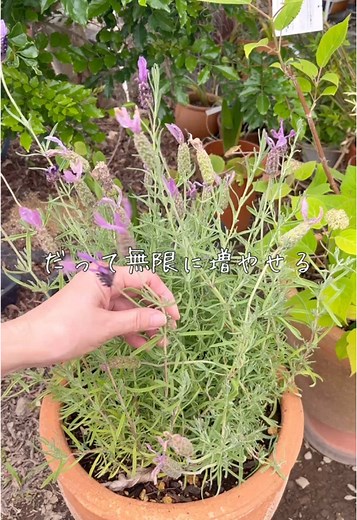 挿し木の方法と植物の育て方