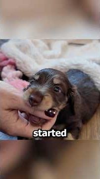I went to see my new PUPPY 🥺