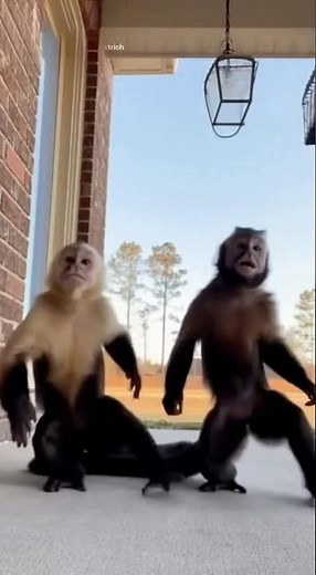 Funniest Monkey Dance Ever Caught on Camera!