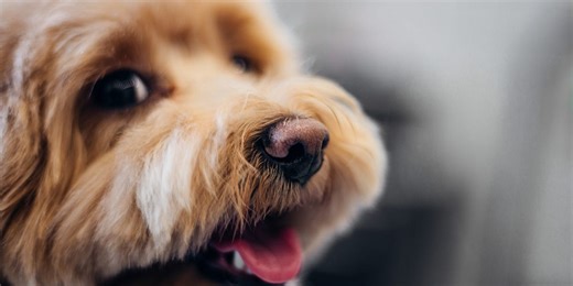 Here's why your dog is giving you the side-eye