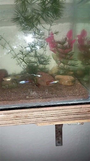 what is this fish commant