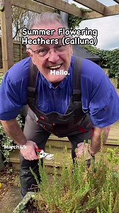 19K views · 338 reactions | How to prune you Summer Flowering heathers (Calluna) #garden #gardening #heathers #plants #plantsplantsplants #plantlover | Dave The Plantman | Facebook