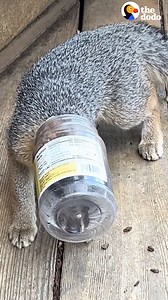 Woman stays up all night trying to save a baby fox with a jar stuck on his head...the moment she rescues him is perfect ✨ | The Dodo