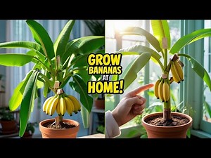 Grow Bananas at Home – Easy Step-by-Step Guide for Beginners!
