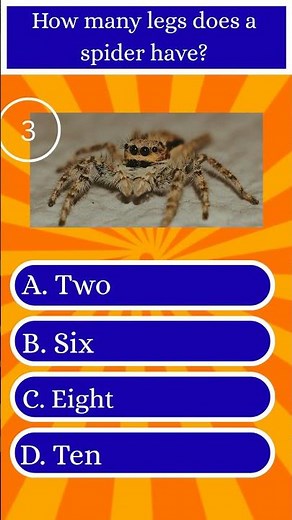 How many legs does a spider have?