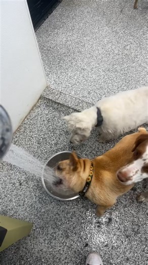 11 reactions |  These dogs know how to have fun!  | Puppy's Playpen | Facebook