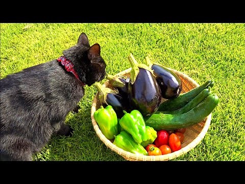 I harvested summer vegetables and cooked dinner. #36