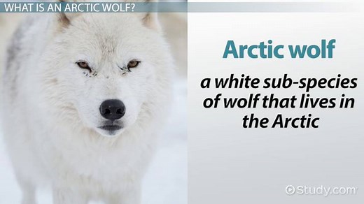 Arctic Wolf Facts: Lesson for Kids