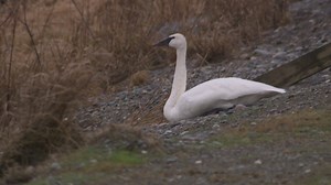 More trumpeter swans killed by lead shot in B.C. border lake