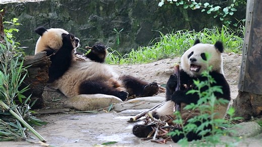 What do you need for a tea party? Of course, a continuous supply of bamboo shoots is expected. (Chun Yu & Ji Fu) #HiPanda #CCRCGP For more panda information, please check out: https://en.ipanda.com | iPanda