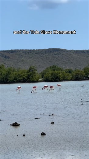 Curaçao is more than beaches, it’s a feeling. 🌞 Ride through tropical trails, meet flamingos, snorkel with turtles, and take in the island’s best views. Everything’s included, from gear to good vibes — you just show up and ride. Book your adventure now at premiumparadise.tours Bring a friend for free and make memories that last a lifetime. . . . #Curacao #Curaçao #atv #booknow #holiday | Premium Paradise Tours