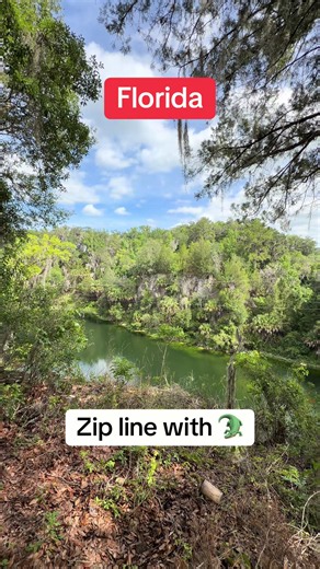Florida zip line over gators — 100% chance of gators below