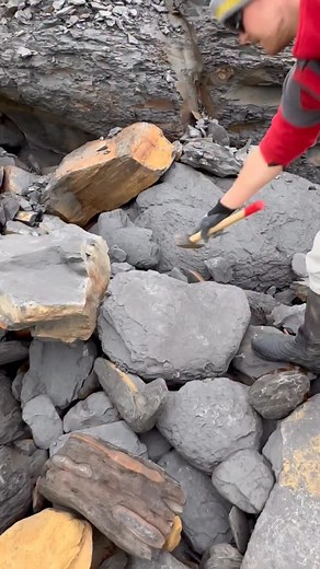 1.9M views · 3.4K reactions | Jurassic Fossil and crystal hunting on a remote beach filled with Ancient sea creatures! This loose slab of shale was hiding something within! We even found a Belemnite fossil (Squid-Like Creature) that’s roughly 180 million years old! 勞 Thanks for supporting our page!  #natural #nature #fossil #fossils #fyp #fblifestyle | Yorkshire Fossils | Facebook