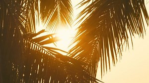 Morning Sun Nature Summer Background Naturally Stock Footage Video (100% Royalty-free) 1101913475 | Shutterstock