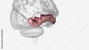 The middle temporal gyrus is located on the lateral surface of the temporal lobe ventral to the superior temporal gyrus .