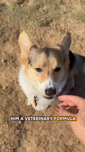 Help your dog's health thrive 🐕 with delicious, pork-flavored chews packed with essential vitamins for joints, skin, and digestion | Veterinary Formula