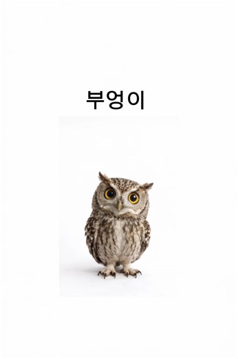 부엉이와 병아리: 아무말대잔치의 세계