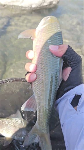 [霞]水里拉霞2H，釣後放流30#fishing #霞面#放流