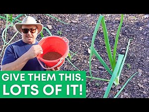 The MOST IMPORTANT Nutrient When Growing Onions