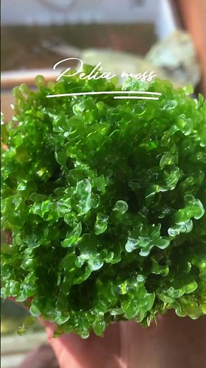 Aquarium moss varieties and sunlight #shorts