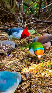 Some of my wonderful finches and softbills - in the outdoor bird aviary🤩🫶🏻 Enjoy😊 #birds #burung #aves #nature #birdlovers #finches #aviary | Tropical Aviary Birds - Torben Dehlholm