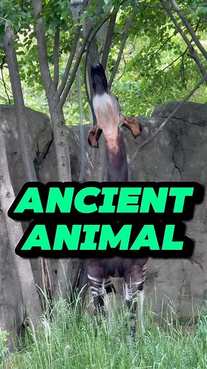 Safari Davis on Instagram: "The okapi, often called the “forest giraffe,” is one of the most unique and mysterious mammals in the world. Native to the dense rainforests of the Democratic Republic of Congo, the okapi has fascinated scientists and explorers ever since it was first described by Western science in the early 20th century. Despite its zebra-like stripes on the legs, the okapi is not related to zebras at all, but is in fact the closest living relative of the giraffe. The okapi’s body i