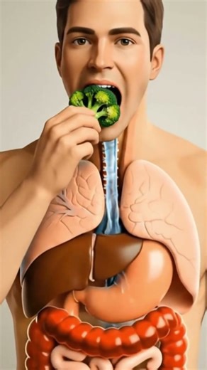 Broccoli Digestion in 3D | Human Digestive System Animation | Anatomy Arts 3D