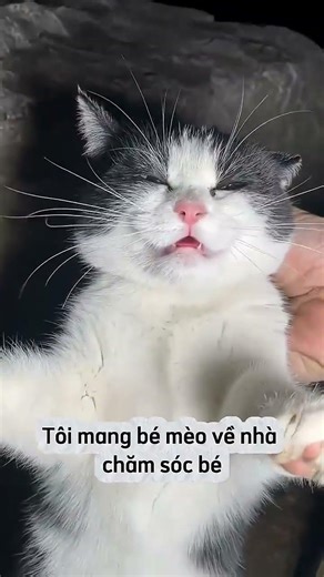 Bé mèo đen bị bỏ rơi #cat #pets #meo #mèo #animals #cute #meow #cutecat #xuhướng #viral