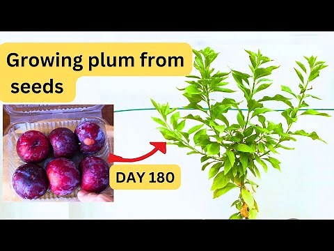 Growing store bought plum from seed in 180days