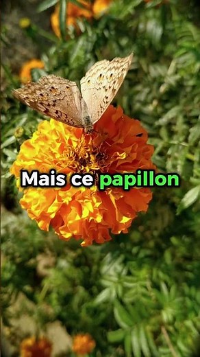 Le premier bug informatique était… un vrai papillon 🦋💻