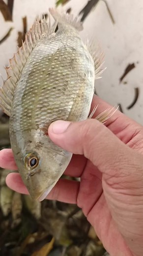 Catch and Cook, Fresh kinilaw from the bunsod 😋 | Clyde Story