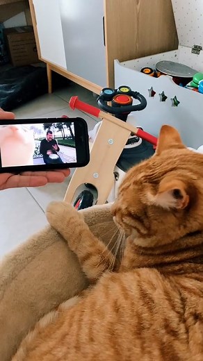 #cat #catsoftiktok #catslovers #catsvideo #chat #chat #pets #animaux