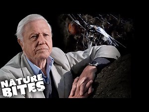 David Attenborough Explains: Deadly Creatures! | Nature Bites