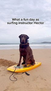 Hector the surfing instructor 🏄🏼‍♂️🏝️🐶 #labrador #dog #dogsofinstagram #dogs #beachlife #labradorpuppy #adventuredog #adventure #beachday #viral #viralvideos #fyp #dogreel #dogreels #dogoftheday #dogsofinstagram #funnydog #funny #happy #beach #cornwall #surf #surfing #surfingdog #surfdog | Hector the choco labo