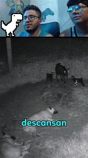 64K views · 829 reactions | dos poderosos perros, protegen a las cabras | Dino-Reacciones | Facebook