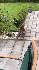 The morning patrol 😎🌻 | Samy & Mury