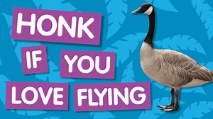Amazing Animals: Honk If You Love Flying